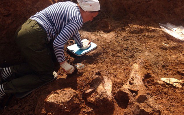 В Прикамье ученые продолжили раскопки скелета трогонтериевого слона