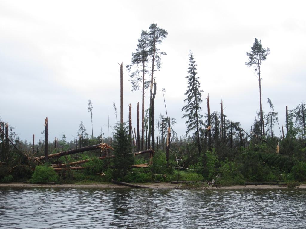 Последствия шквала в Березниках: повалено 350 га леса
