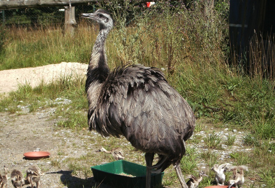 В Пермском зоопарке спасают животных от жары: для страусов Эму поставили душ