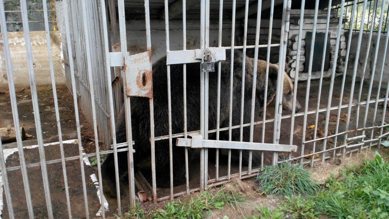 В Чайковском ищут дом для 15-летнего медведя, которого собирается расстрелять хозяин