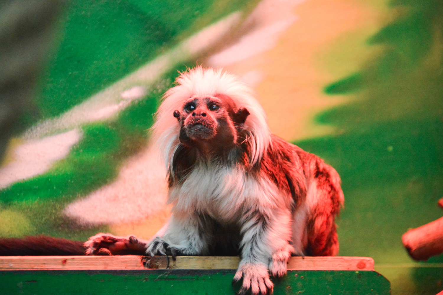 Пермяки смогут посетить зоопарк ночью