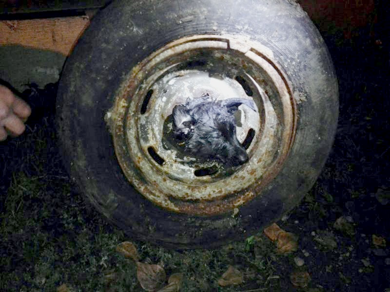 В Перми спасли щенка, застрявшего в отверстии автомобильного диска