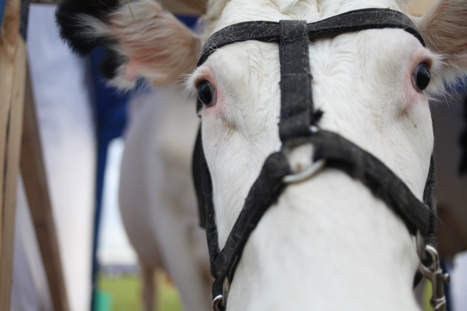 Прикамские фермеры получат 72 млн рублей от правительства на развитие проектов