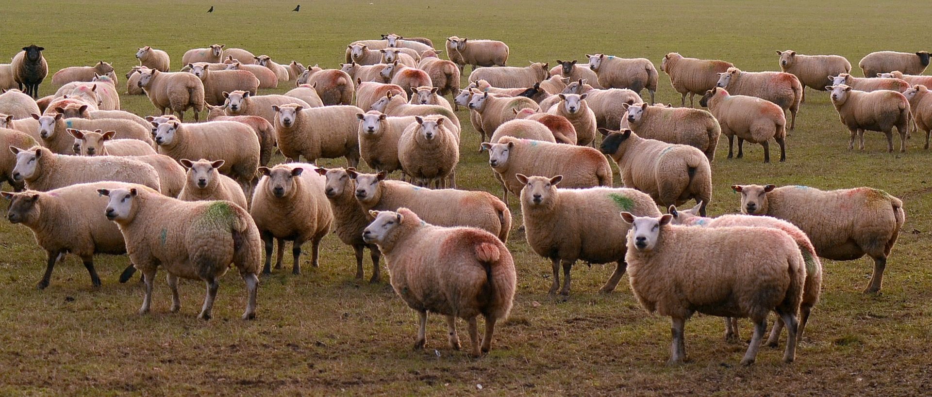 Охота на овец