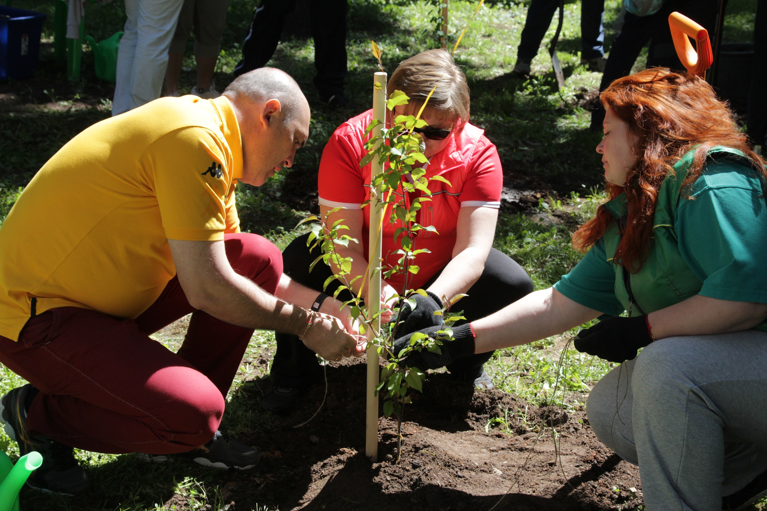 100 молодых деревьев высадят в скверах Кировского района Перми