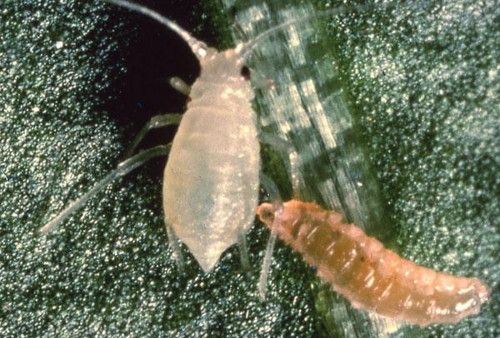 В Пермь завезли 250 тысяч хищных насекомых