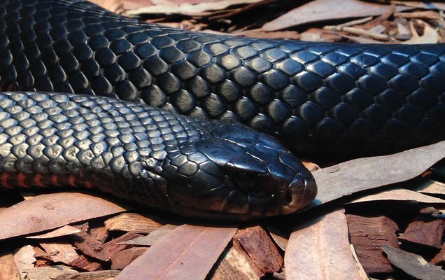 В Прикамье ученые объяснили, чем вызвано нашествие змей