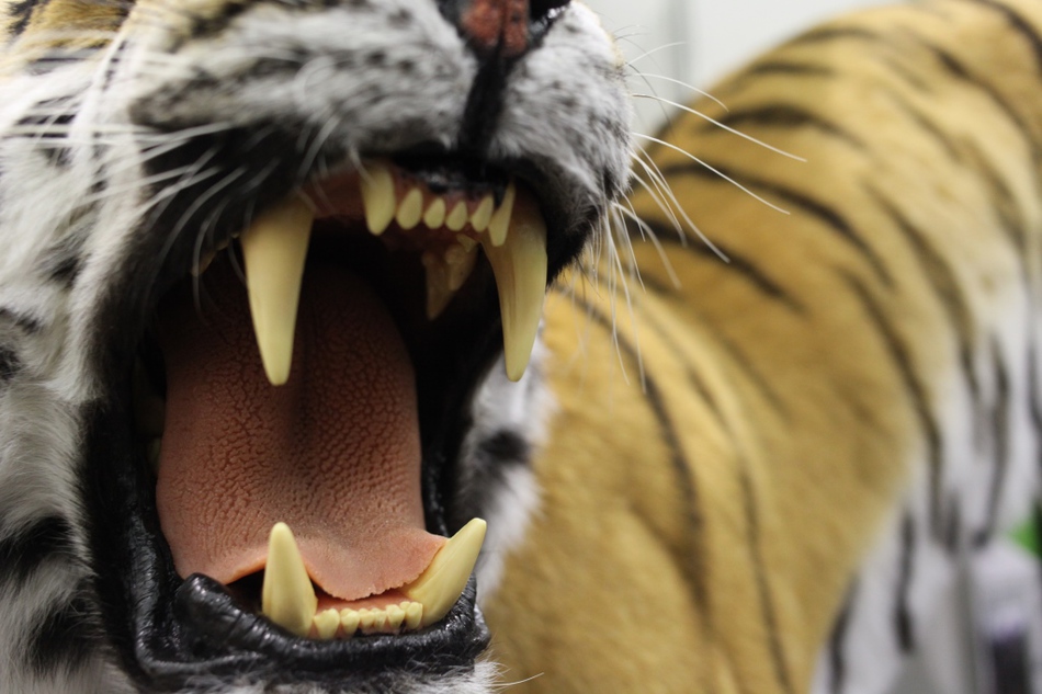 ​ОБЗОР СВЕЖЕГО НОМЕРА «BUSINESS CLASS» № 19 (576) от 30 МАЯ 2016 ГОДА