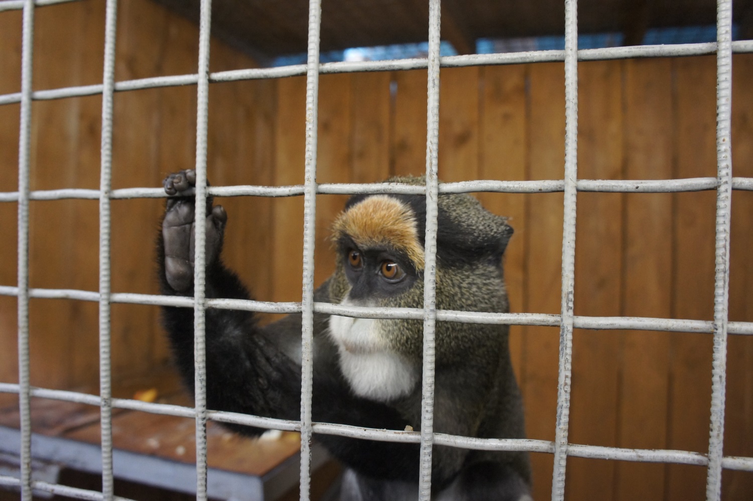 В пермский зоопарк из Анапы поступили две новые обезьяны