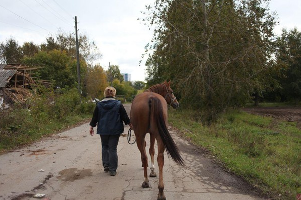 Дело о банкротстве Азинского конезавода может быть пересмотрено
