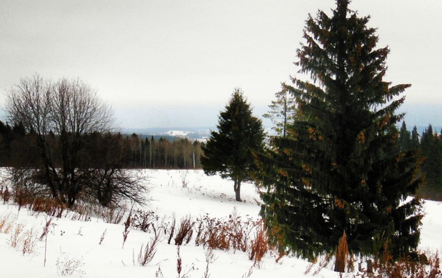 ​В Перми открылись 19 елочных базаров