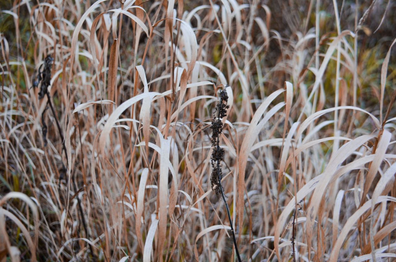 Площадку «Вивата» на ул. Героев Хасана оценили в 63,2 млн рублей