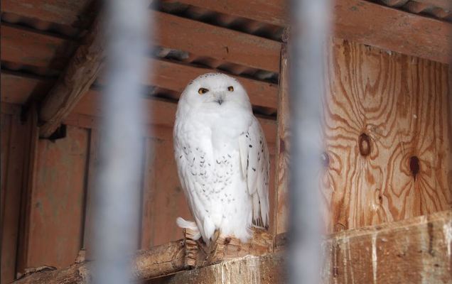 ​Аукцион по строительству зоопарка в Перми не состоялся: ни одна из заявок не соответствует требованиям