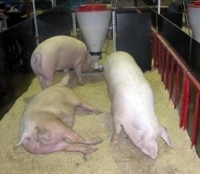 «Необходима диверсификация деятельности свинокомплекса, в частности планируется наладить производство комбикормов», - Алексей Чибисов