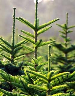 Борьба с бурьяном