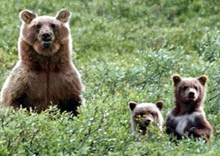 В Пермском крае бороться с браконьерством будет частное охранное предприятие
