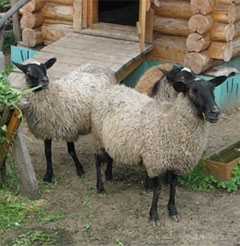 В Пермском крае будет создана ассоциация овцеводческих хозяйств
