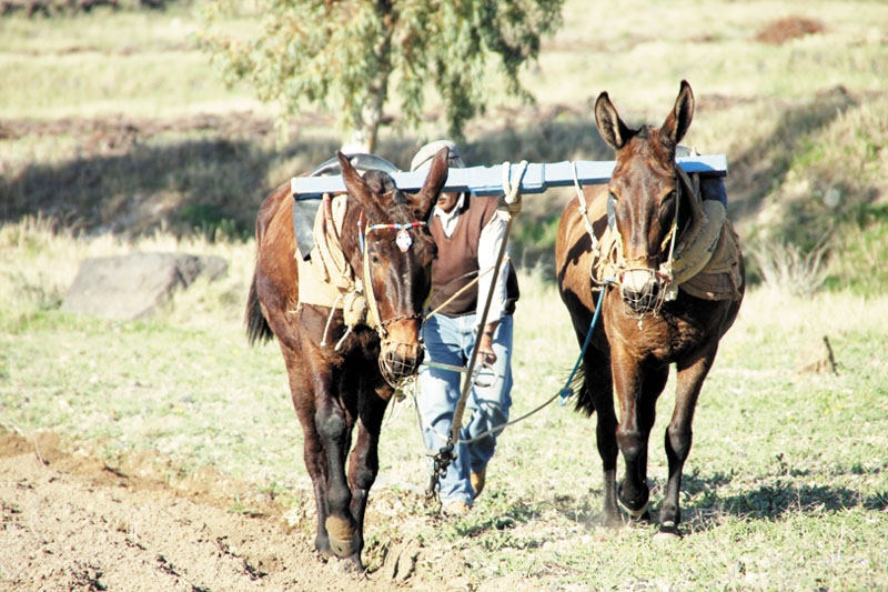 Продам как пашню