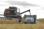В Пермском крае убрано более половины урожая зерновых
