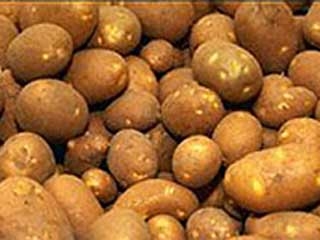 В Пермском крае собрали 541,7 тыс. тонн картофеля