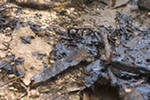 Из-за врезки в нефтепровод в Пермском крае разлилось 5 тонн нефти