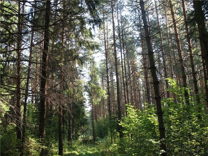 В Пермском крае две заблудившиеся пенсионерки провели ночь в лесу