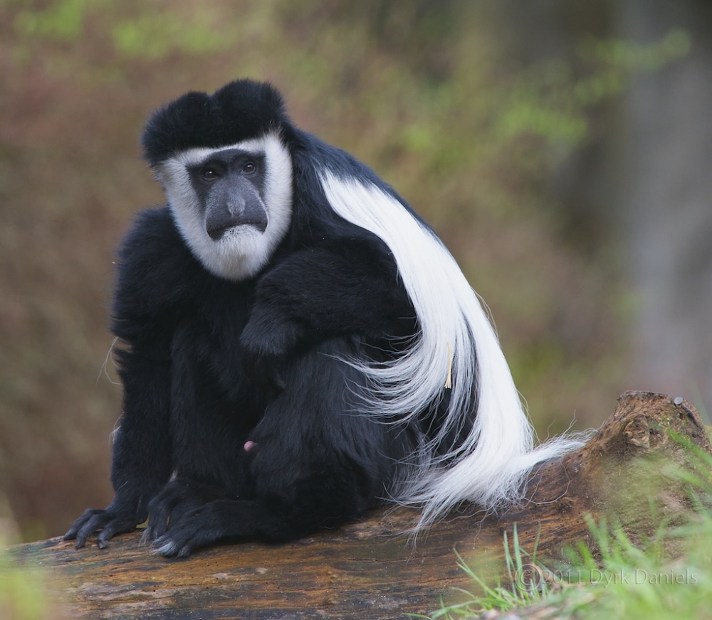 В Пермском зоопарке появились новые животные