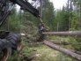 «Лесопромышленники Прикамья» просят краевое правительство упразднить ограничения на движение большегрузного транспорта