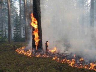 В Пермском крае ликвидированы все лесные пожары, зафиксированные на сегодняшний день