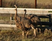 «Уральский страус» начал поставку продукции в Кемеровскую область