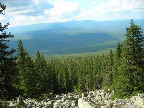Сегодня в Пермском крае с лесного аукциона реализовано 29,2 тыс. кубометров древесины

