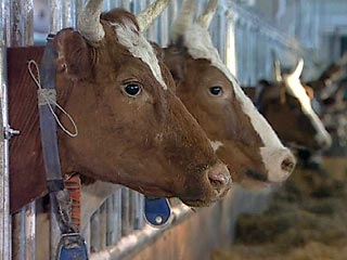 18 миллионов рублей выделит Прикамью федеральный бюджет для покупки племенного скота и содержания маточного поголовья