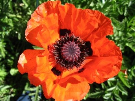 Пермские полицейские злоупотребили служебным положением, используя мак