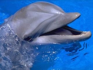 На Пермской эспланаде могут появиться дельфины
