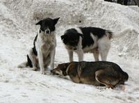 В сентябре в Перми откроются две площадки для выгула собак