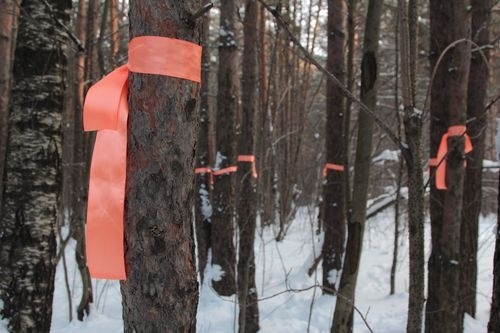 Акция Пермской гражданской палаты в защиту Чернявского леса будет продолжена