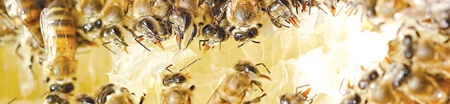 Трудности  пчеловода