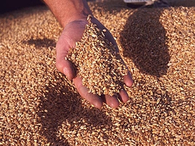 В Пермском крае урожайность зерновых увеличилась на 32%