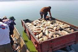 В Пермском крае объявлен конкурс на предоставление рыбопромысловых участков для промышленного рыболовства
