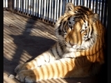 Борис Мильграм предлагает отказаться от «суперпроекта» пермского зоопарка, созданного испанскими архитекторами