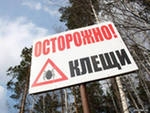 За неделю в Пермском крае зафиксировано 1516 случаев укусов клещей