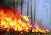 Прикамье получит на мониторинг и тушение лесных пожаров 24 млн рублей