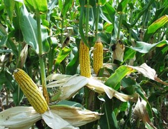 В Прикамье растут посевные площади кукурузы