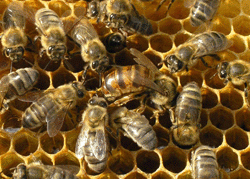 В Ординском районе Пермского края безработных начали обучать пчеловодству