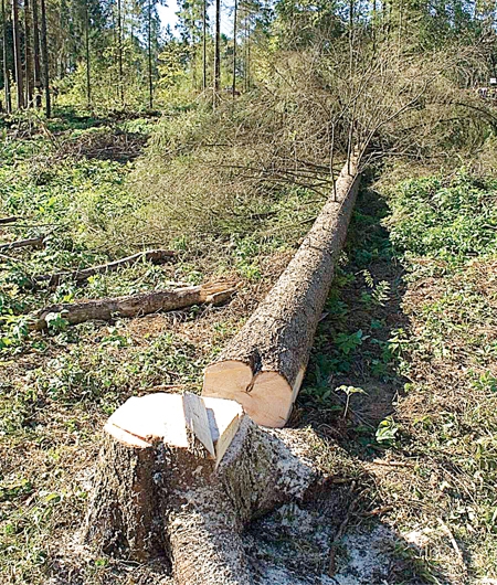 Сушите шишки