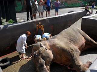 Причину смерти пермского слона Джонни назовет независимая комиссия