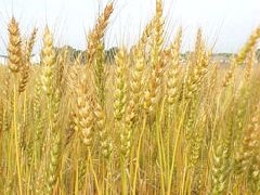 В Прикамье убрано четверть от планируемого объема зерновых