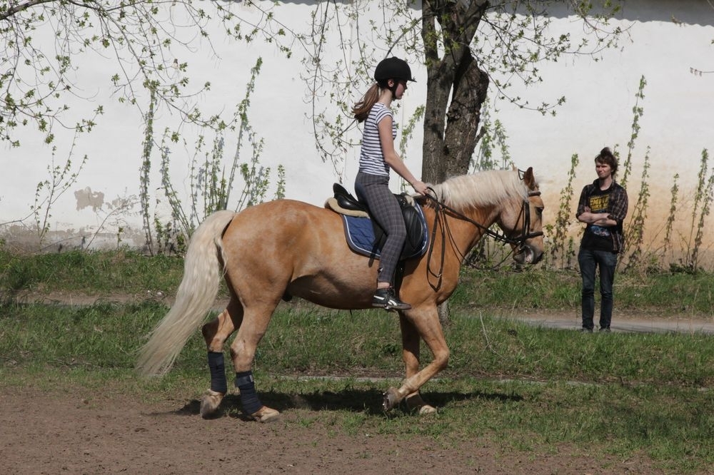 В течение этой недели со всех конюшен Пермского ипподрома будет снят карантин