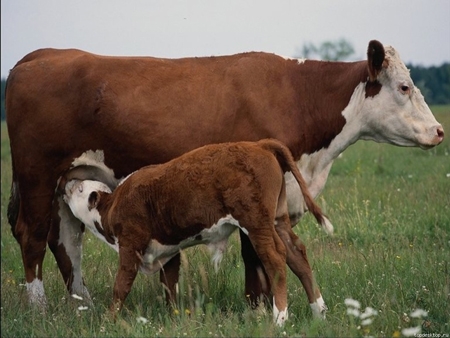 Экономика края