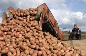 В Пермском крае урожай картофеля может спровоцировать падение цен на данную продукцию